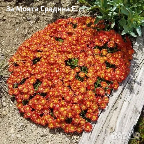 Делосперма - Почвопокривна и Каскадна , снимка 3 - Разсади - 54020837