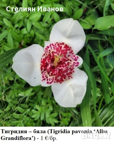 Тигридия – бяла (Tigridia pavonia ‘Alba Grandiflora’) - луковици