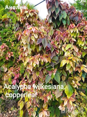 Акалифа copperleaf екзотика 