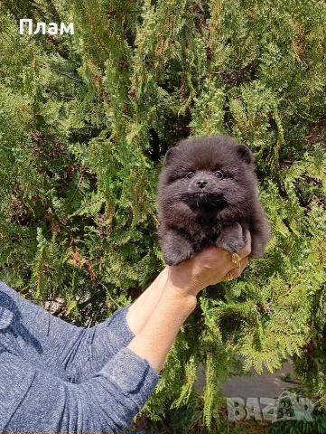 Женски черен Померан., снимка 2 - Померан - 54353214