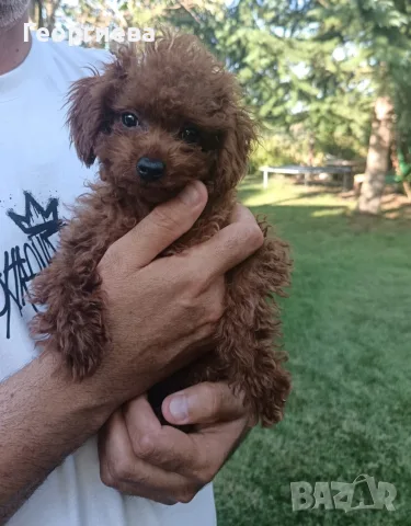 Пудел той/poodle toy , снимка 3 - Пудели - 55531735