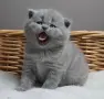 шотландска клепоуха, снимка 1