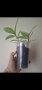Традесканция, tradescantia albiflora albovittata, снимка 3