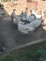 Продавам гъски! , снимка 1