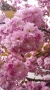Японска Вишна Канзан, Сакура, Prunus Serrulata Kanzan, снимка 2