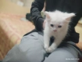 Сиамска дългокосместа котка, снимка 3