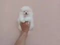 Померани ! Реални снимки от днес !, снимка 9