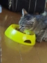 Подарявам котета , снимка 5