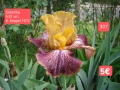 Ириси за продажба обява 3, снимка 2