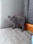 Чистокръвни британски котенца , снимка 5