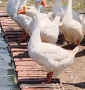 Продавам гъски Линда, снимка 4