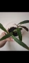 Хоя, hoya Mirabilis, снимка 2