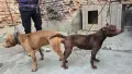 Продава се питбулче, снимка 3