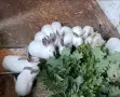 Калифорнийски зайчета, снимка 2