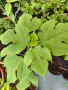 Хартиено дърво Broussonetia papyrifera, снимка 3