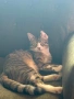 Мъжко коте, снимка 2