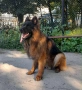 Търси си партьорка ,прекрасен немец, снимка 1