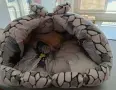 закрито легло  за домашни любимци , снимка 2