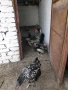 продавам кокошки виандот, снимка 2