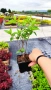 Хортензия метличеста „Полярна мечка“, Hydrangea paniculata 'Polar Bear', снимка 12