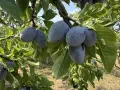 БИО домашни сини сливи , снимка 5
