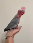 Ръчно хранено Розово Какаду, снимка 1