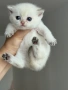 Британски котета, снимка 9