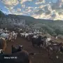 Продавам  агнета,кози, снимка 1