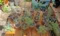 Сладък пелин Artemisia Annua, снимка 2