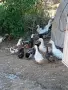 Продавам патици , снимка 3