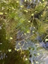 Водни растения, снимка 6