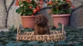 Той пудел Toy poodle, снимка 7
