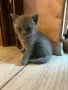 Британски късокосмести момиченца, снимка 2