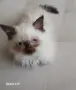 Коте порода Регдол, снимка 5