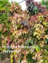 Акалифа copperleaf екзотика , снимка 1