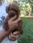 Пудел той/poodle toy , снимка 3