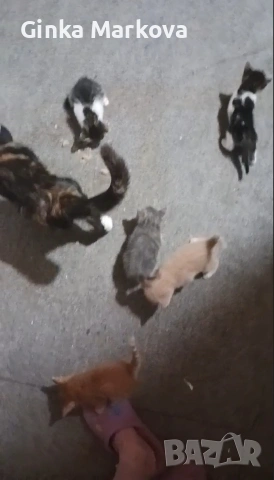 Малки котенца, снимка 2 - Други - 54782743