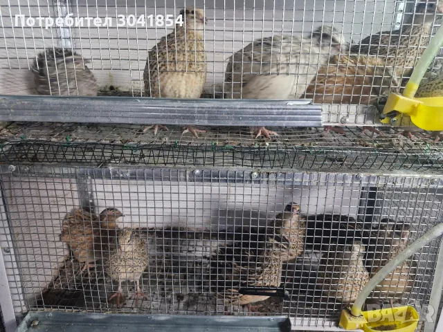 Пъдпъдъци пронесли