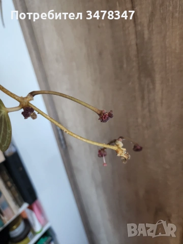 Хоя Latifolia, снимка 4 - Стайни растения - 54676671