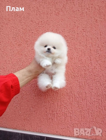Мини момиченце. Померан. Реални снимки!