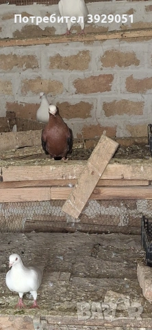 Продавам Архангели, снимка 7 - Гълъби - 54241623