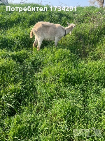 Продавам коза