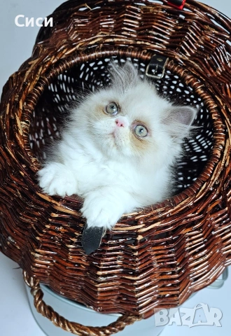 Персийски котенца 