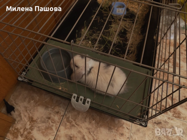 Декоративно зайче 