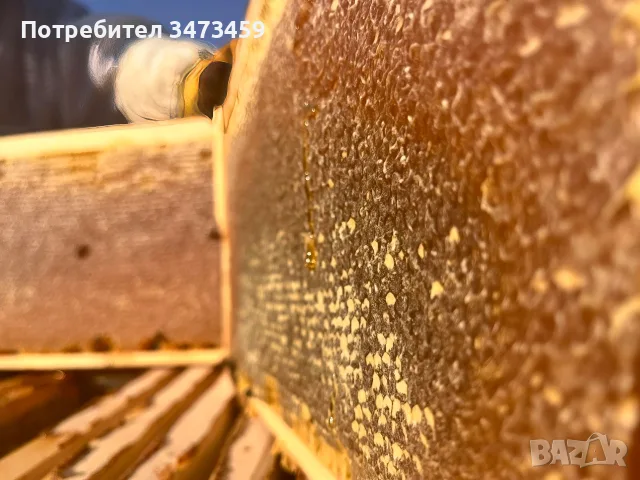 Био пчелен мед от производител - реколта 2026, снимка 10 - Пчелни продукти - 55454002