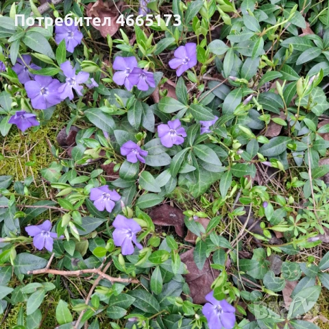 Градинска Винка Минор , снимка 3 - Градински цветя и растения - 54059975