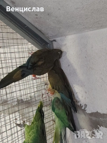 продавам папагали , снимка 3 - Папагали - 54076260