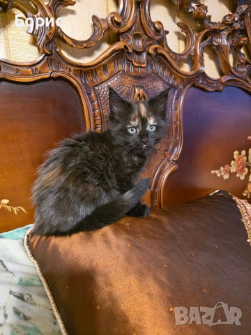 Мейн куун котета