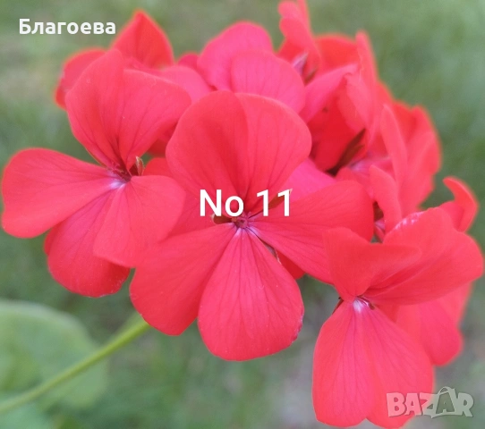 Комплект Мушкато - 10 бр - 10 цвята, снимка 8 - Стайни растения - 46905641