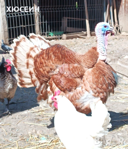 СВОБОДНИ ПУЯК И ДВЕ ПУЙКИ РЕД БЪРБЪН, снимка 3 - Кокошки и пуйки - 54226821
